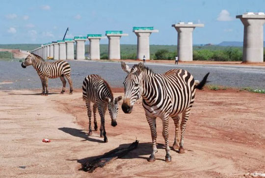 肯尼亚总统高度赞赏，乞力马扎罗山下J9集团绿闪灼